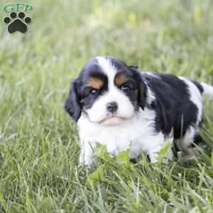 Leo, Cavalier King Charles Spaniel Puppy
